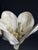 German Botanical Floral Model, 1900 For Sale - Image 17 of 18
