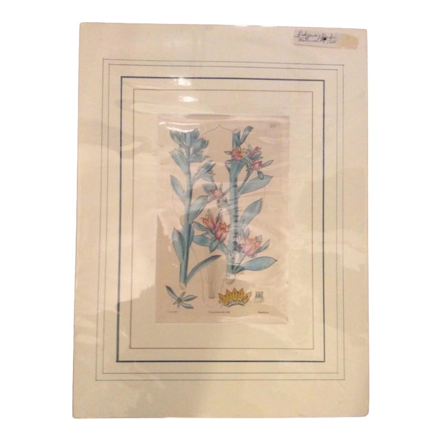 Early 19th Century Hand Colored Botanical Print For Sale