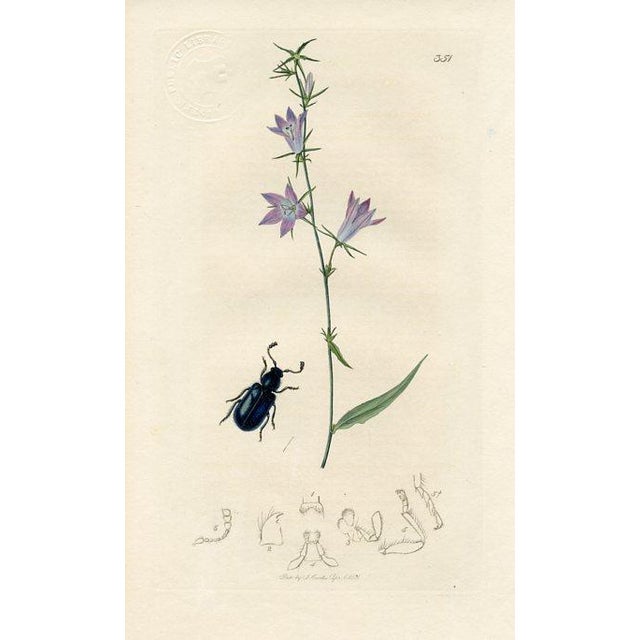 Set of 4 antique Beetle prints from an 1830s English folio of insects by John Curtis, (1791-1862), entomologist and...