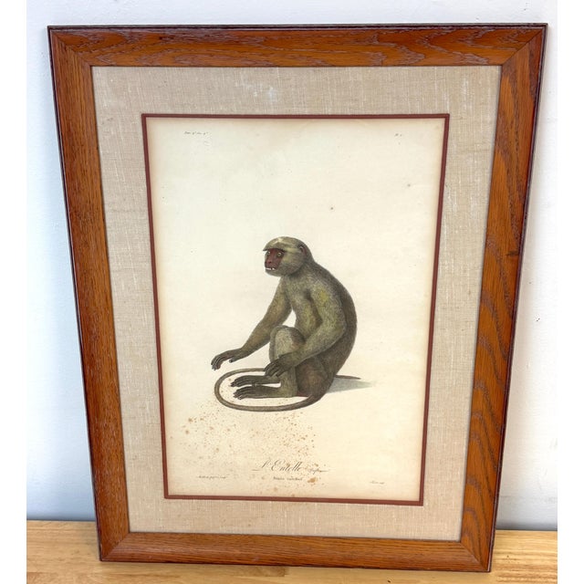 Neoclassical Set of 4 Hand-Colored French Primate Engravings by Jean-Baptiste Audebert For Sale - Image 3 of 18