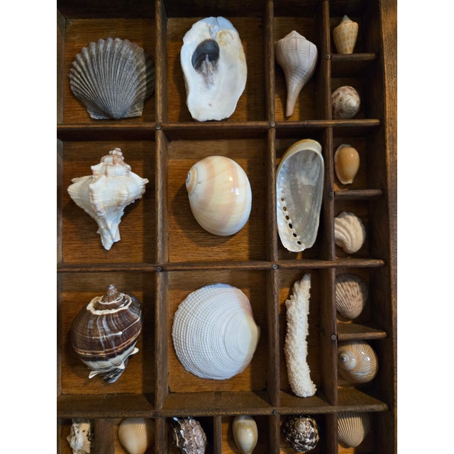 Antique Hamilton Letterpress Printer Tray Drawer With Natural Specimen Shells For Sale - Image 10 of 18