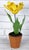 A remarkable parrot tulip created in porcelain by the artist Didier Gardillou. Entirely shaped and painted by hand, the...