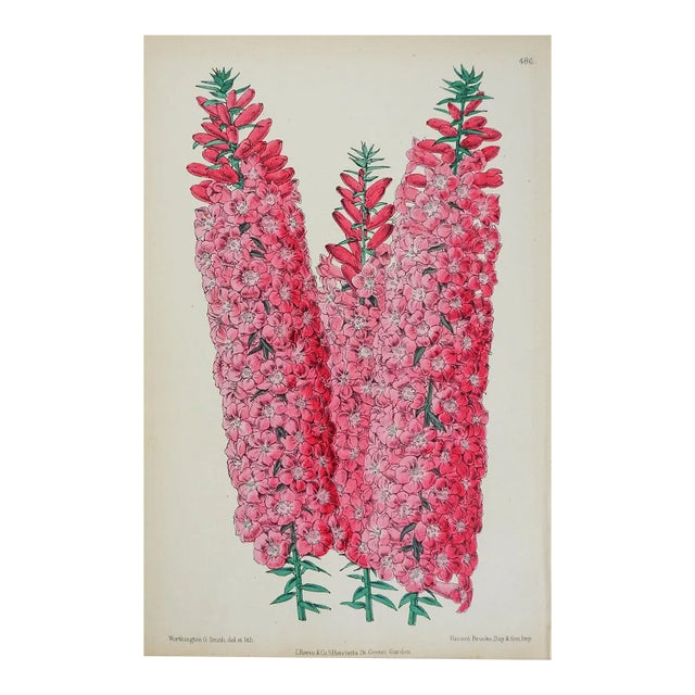 Antique Circa 1870's Botanical Bookplate Pink Hyacinths Print For Sale