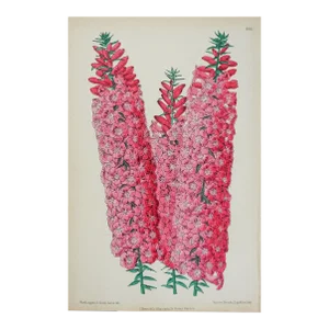 Antique Circa 1870's Botanical Bookplate Pink Hyacinths Print