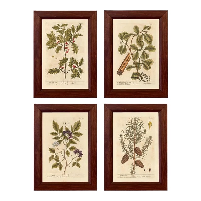 Set of 4 Winter Botanical Framed Prints, Wood Frame For Sale