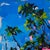 Alanís by Conrado López | Acrylic and oil on canvas depicting green leaves against a blue sky For Sale