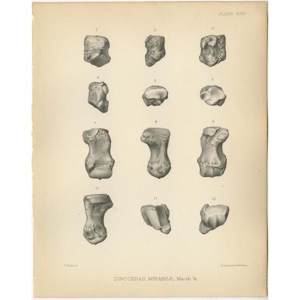 Set of three antique prints titled 'Dinoceras Mirabile'. Original lithograph of the metacarpals of a Dinoceras Mirabile,...