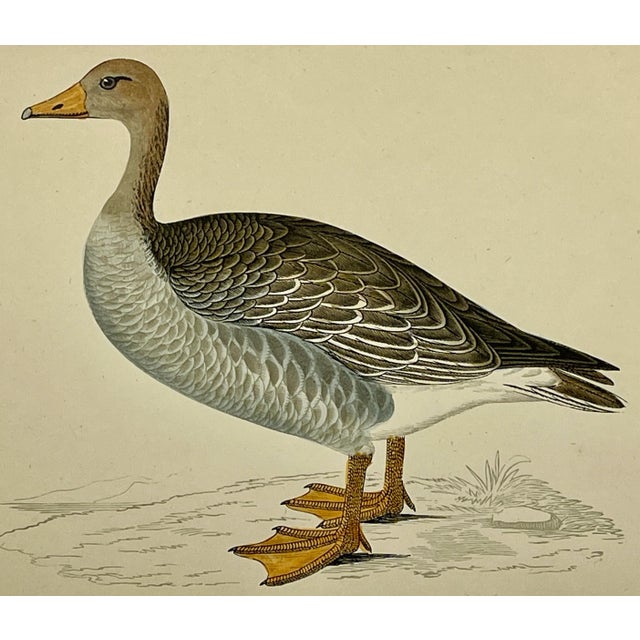 Antique Hand Colored Bird Print From England Showcasing a Grey-Lag Goose - Circa 1880 For Sale - Image 9 of 10