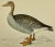 Antique Hand Colored Bird Print From England Showcasing a Grey-Lag Goose - Circa 1880 For Sale - Image 9 of 10