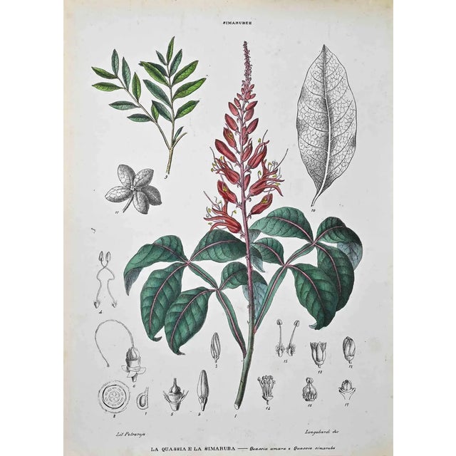 Vincenzo Tenore, The Napoleonee, Lithograph, 1870s For Sale