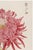 Japanese Pink Chrysanthemum by Hasegawa, Vintage Japanese Botanical Art Print, 24" X 36" For Sale - Image 3 of 10
