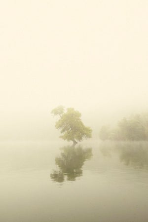 "Tree of Life 2" Contemporary Minimalist Landscape Photograph