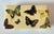 Fornasetti Butterfly Box For Sale - Image 6 of 10