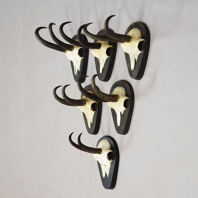 Set of Six Vintage Chamois Trophies on Wooden Plaques, Germany ca. 1980s A set of six vintage chamois (Rupicapra...