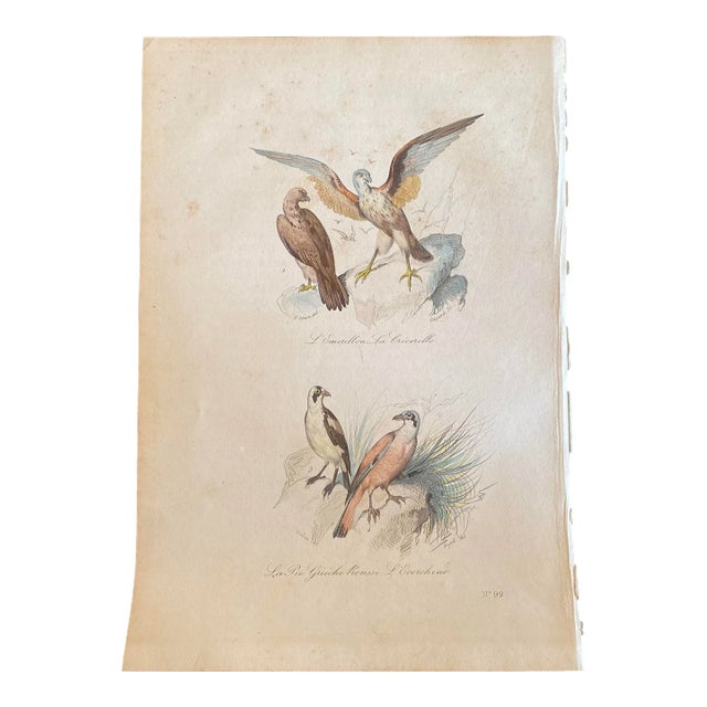 French Antique 18th Century “L’Emerillon” Bird Engraving Hand Colored Artwork For Sale
