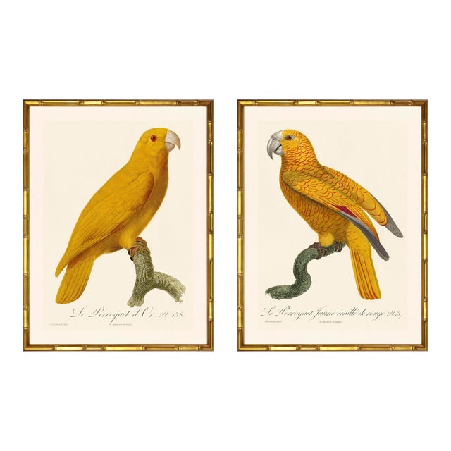 Barraband Parrots – Yellow Headed Amazon's (Set of 2), Framed in Bronze Bamboo For Sale