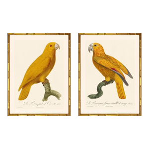 Barraband Parrots – Yellow Headed Amazon's (Set of 2), Framed in Bronze Bamboo