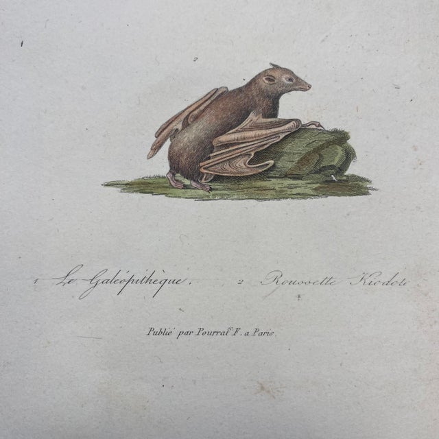 French Antique 18th Century "Le Galeophitheque" Animal Engraving Hand Colored Artwork For Sale - Image 4 of 7