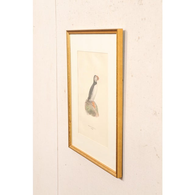 Wood Early 20th Century Swedish Framed Puffin Lithograph, C. 1920 For Sale - Image 7 of 11