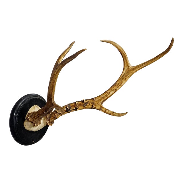 Large Siberian Deer Trophy Mount on Wooden Plaque ca. 1900s For Sale