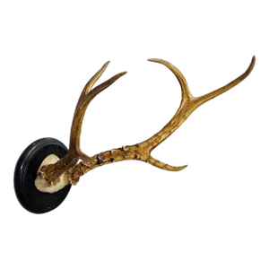Large Siberian Deer Trophy Mount on Wooden Plaque ca. 1900s