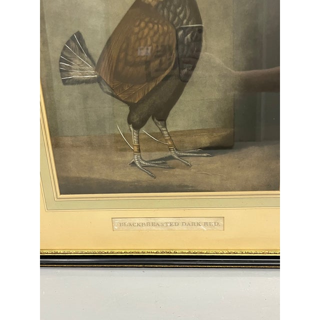 Antique Pair of English Game Bird Sporting Hand Colored Engravings in Ebonized Frames For Sale - Image 14 of 18