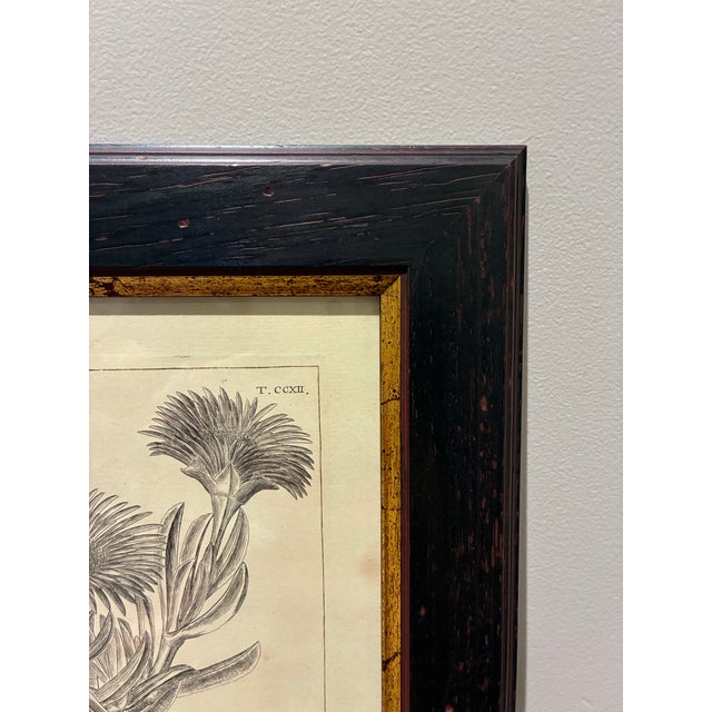 Vintage Mesembryanthemum Falc Atum Botanical Illustration Print in Black & Gold Frame For Sale - Image 4 of 5