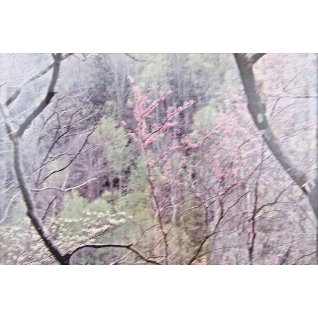 1990s 1990s Art Wolfe Photograph Print of Cherry Blossoms Matted and Framed For Sale - Image 5 of 6