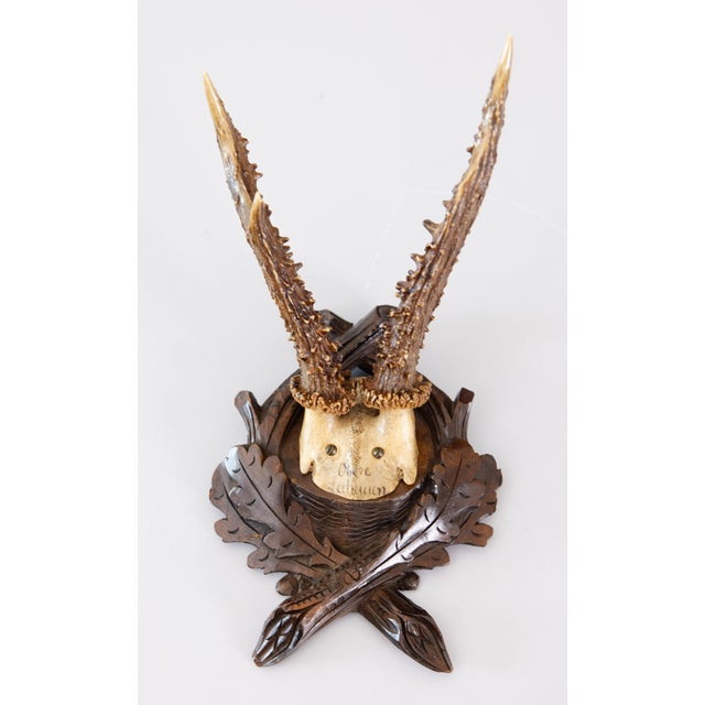 Wood Antique Black Forest Roe Deer Antlers Hunting Trophy Mount For Sale - Image 7 of 7
