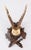 Wood Antique Black Forest Roe Deer Antlers Hunting Trophy Mount For Sale - Image 7 of 7