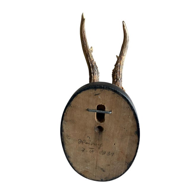 1940s Roe Deer Trophy 74 Black Forest Antlers Mount For Sale - Image 5 of 5