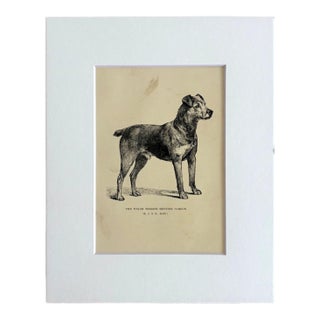 Antique Dog Print in 8 x 10 Mat, ca. 1890: "The Welsh Terrier Brynshir Pardon" For Sale