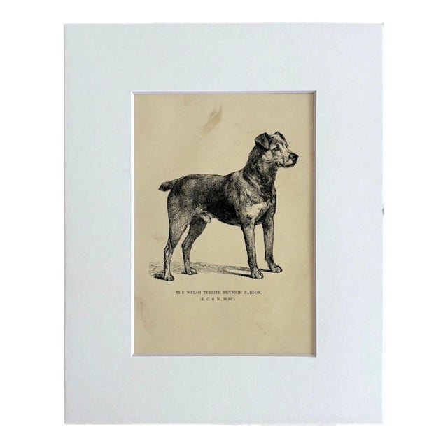 Antique Dog Print in 8 x 10 Mat, ca. 1890: "The Welsh Terrier Brynshir Pardon" For Sale