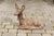 A vintage French painted seated deer sculpture cast in reconstituted stone from the mid 20th century. This French painted...