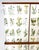1950s 1950's Swedish Cabinet With Nordens Flora Illustrations For Sale - Image 5 of 10