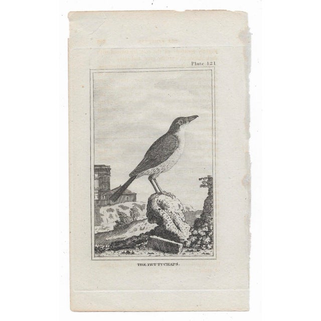 Antique ornithology engraving of "The Pettychaps" (probably a warbler) by Georges-Louis Leclerc, Comte de Buffon...