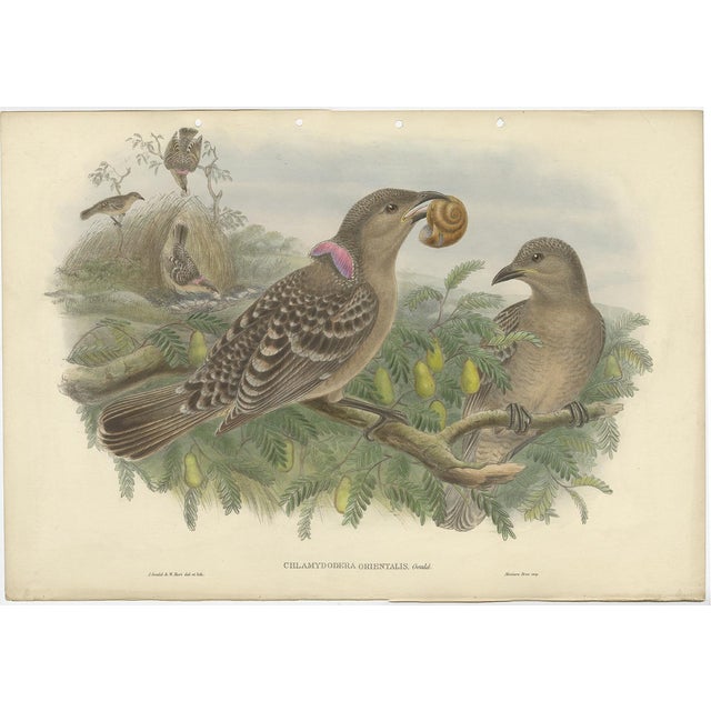 Australian Queensland Bower Bird, 1880, Paper For Sale