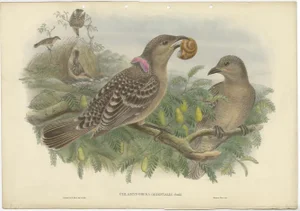 Australian Queensland Bower Bird, 1880, Paper