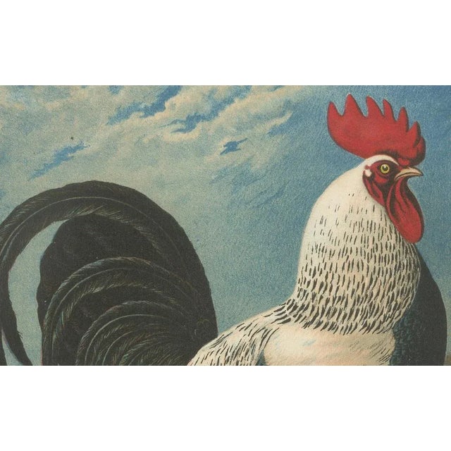 Christian Förster, The Noble Dorking Chicken, 1888, Lithograph, Print For Sale - Image 3 of 10