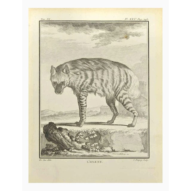 Hyena is an etching realized by Jean Charles Baquoy in 1771. It belongs to the suite "Histoire Naturelle de Buffon". The...
