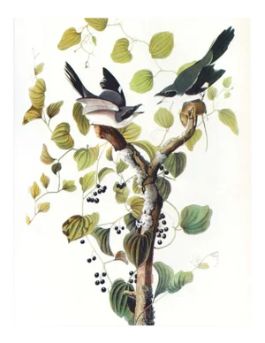 Audubon 2, Unframed Artwork
