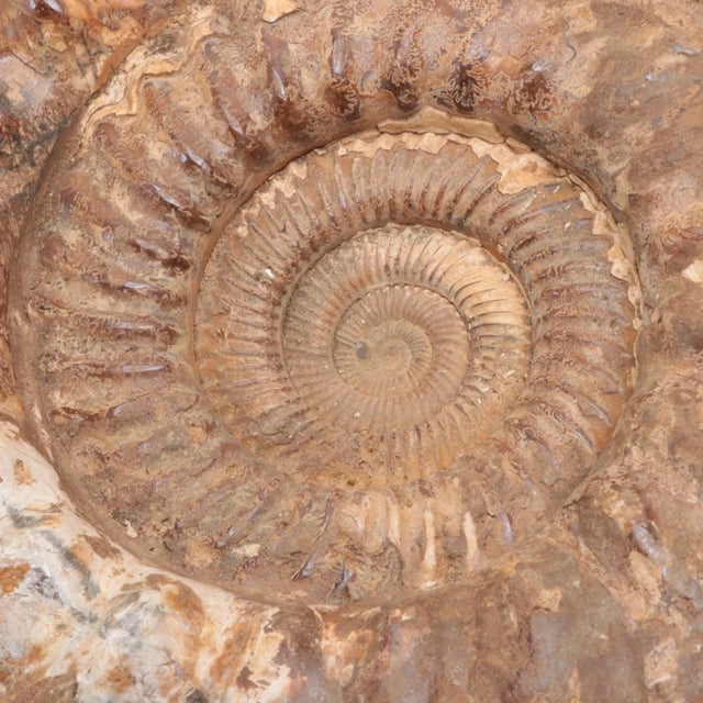 Large Ammonite Fossil Unique Accent For Sale - Image 4 of 16