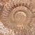 Large Ammonite Fossil Unique Accent For Sale - Image 4 of 16