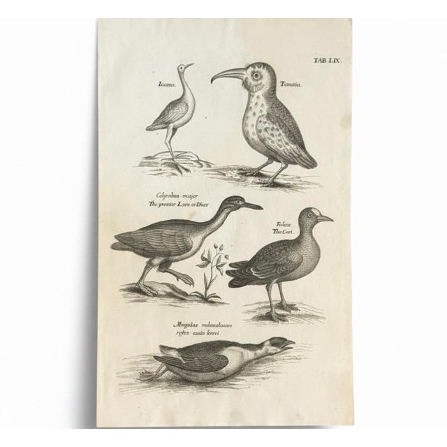 1678 Francis Willughby "Diving Birds" Copperplate Engraving – Archivally Matted For Sale In Columbus - Image 6 of 6