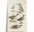 1678 Francis Willughby "Diving Birds" Copperplate Engraving – Archivally Matted For Sale In Columbus - Image 6 of 6