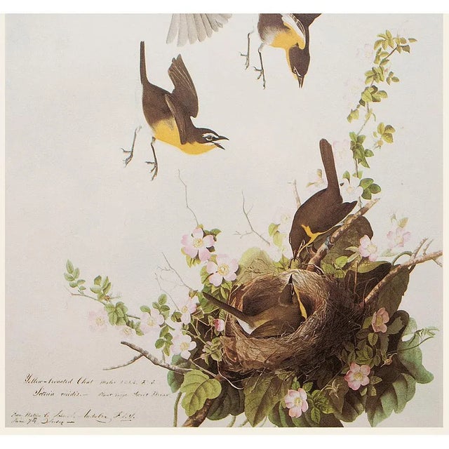 John James Audubon 1966 Vintage Farmhouse Cottage Print "Yellow-Breasted Chat" After John James Audubon For Sale - Image 4 of 8