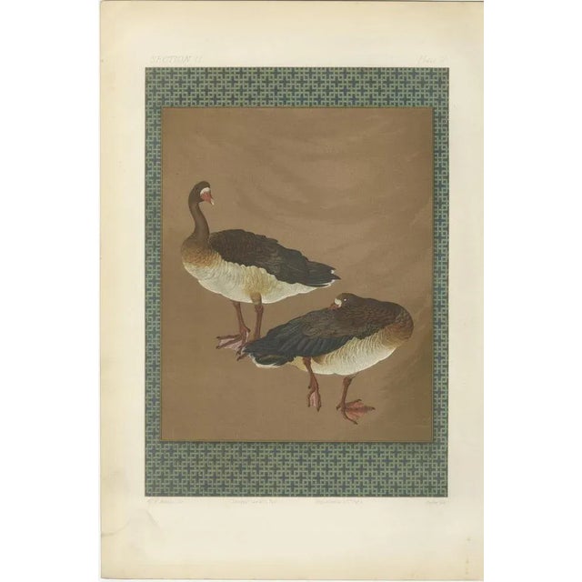 Title: Japanese Geese in Calm Elegance: Antique Lithograph, 1880s This captivating lithograph presents a serene scene of...