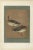 Title: Japanese Geese in Calm Elegance: Antique Lithograph, 1880s This captivating lithograph presents a serene scene of...
