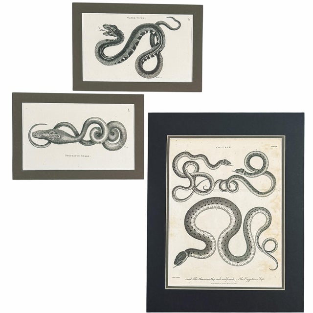 Early 19th-Century Snake Gallery | Seba & Shaw Engravings, Matted Trio - Set of 3 For Sale In Columbus - Image 6 of 6