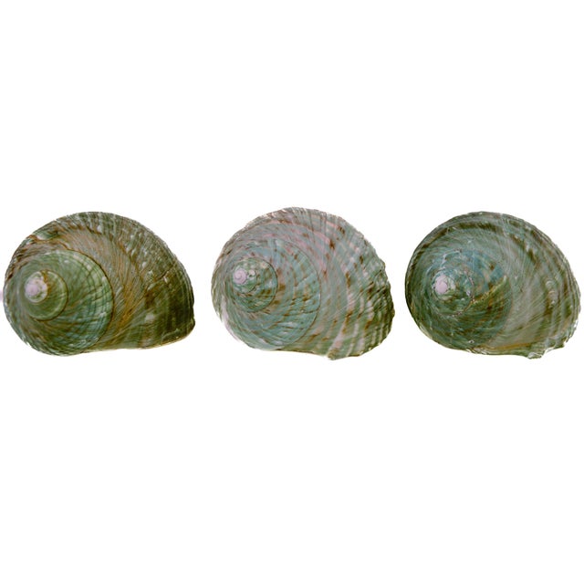 Set of three nautical aqua lime green natural turbo beach sea shell with striations of teal, turquoise, lime green and...